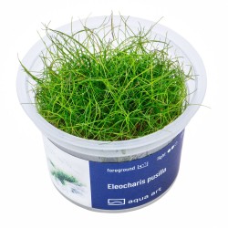 Eleocharis pusilla - roślina do akwarium