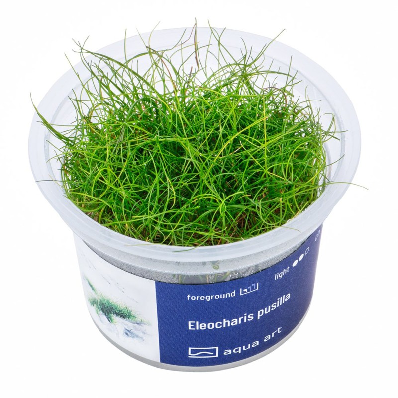 Eleocharis pusilla - roślina do akwarium Eleocharis pusilla - roślina do akwarium