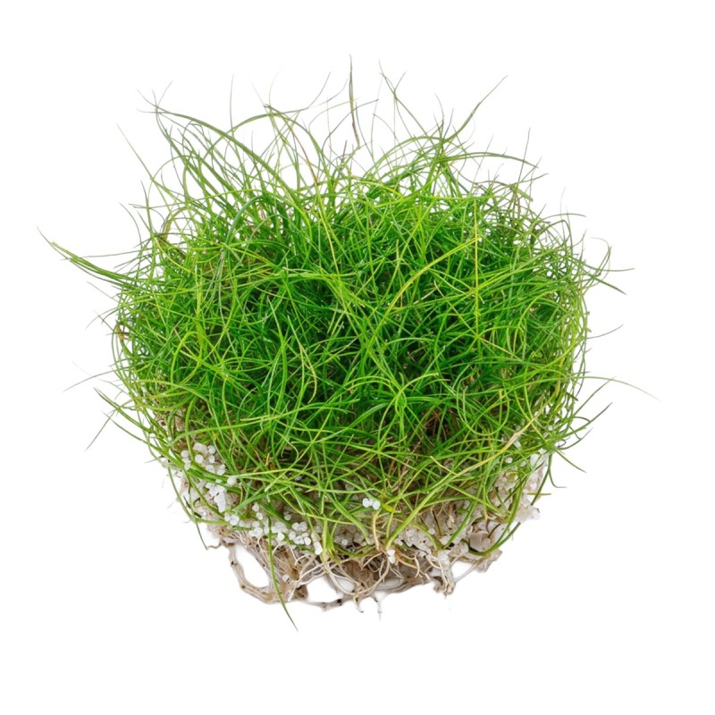 Eleocharis pusilla - roślina do akwarium Eleocharis pusilla - roślina do akwarium