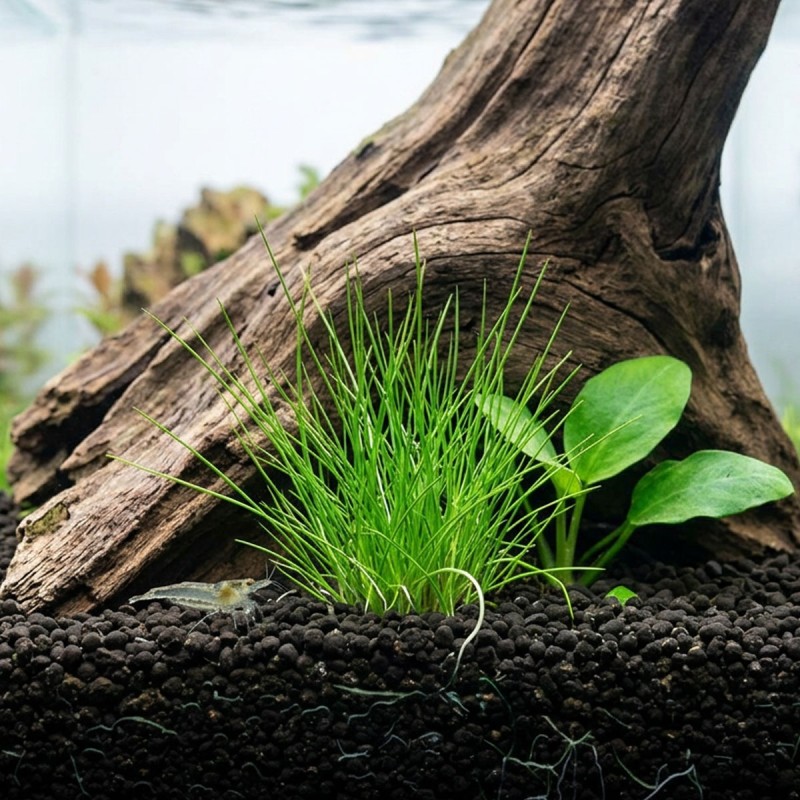 Eleocharis pusilla - roślina do akwarium Eleocharis pusilla - roślina do akwarium