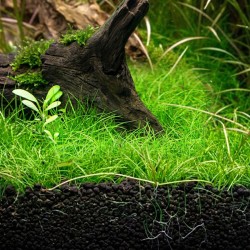 Eleocharis pusilla - roślina do akwarium Eleocharis pusilla - roślina do akwarium