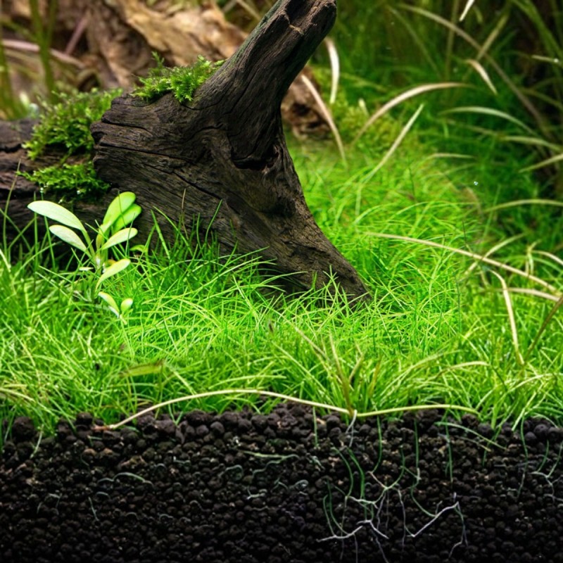 Eleocharis pusilla - roślina do akwarium Eleocharis pusilla - roślina do akwarium