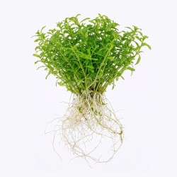 Limnophila Vietnam - roślina do akwarium