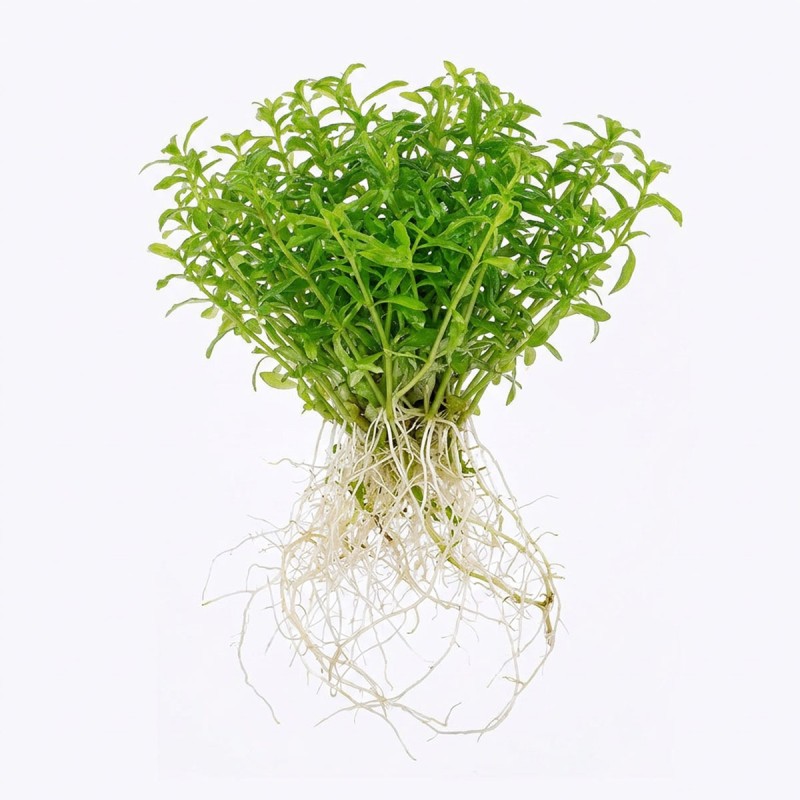 Limnophila Vietnam - roślina do akwarium