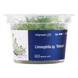 Limnophila Vietnam - roślina do akwarium