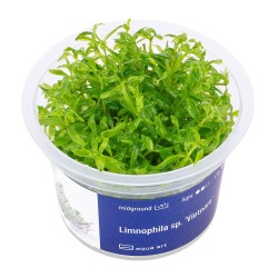 Limnophila Vietnam - roślina do akwarium