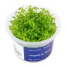 Limnophila Vietnam - roślina do akwarium