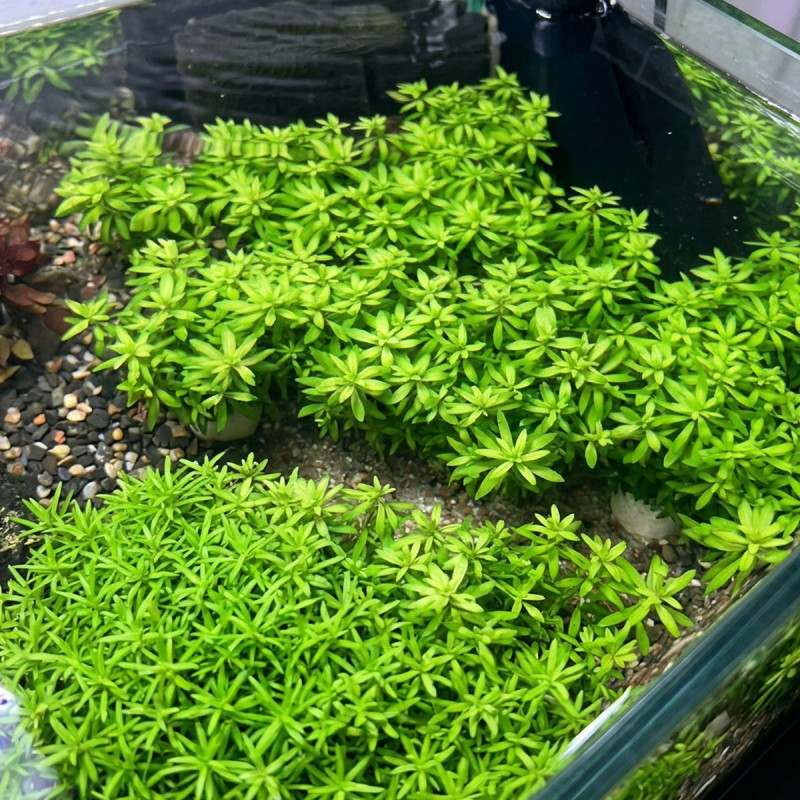 Limnophila Vietnam - roślina do akwarium