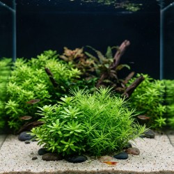 Limnophila Vietnam - roślina do akwarium