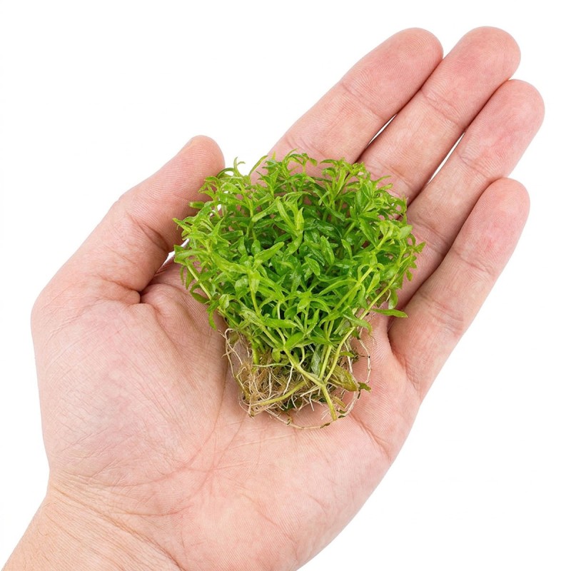 Limnophila Vietnam - roślina do akwarium