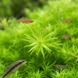 Limnophila Vietnam - roślina do akwarium