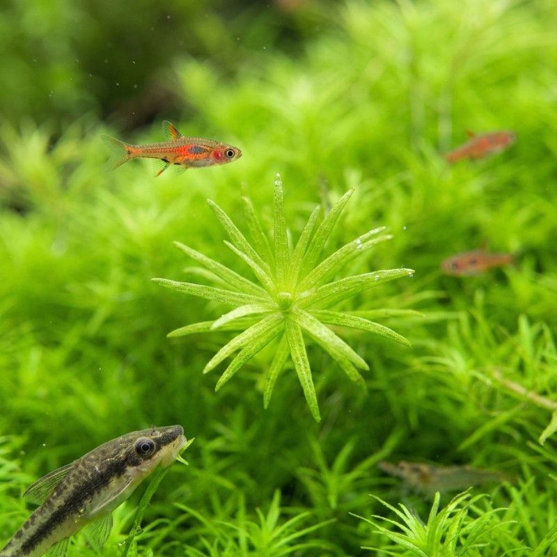 Limnophila Vietnam - roślina do akwarium