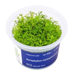 Myriophyllum mattogrossense - roślina do akwarium