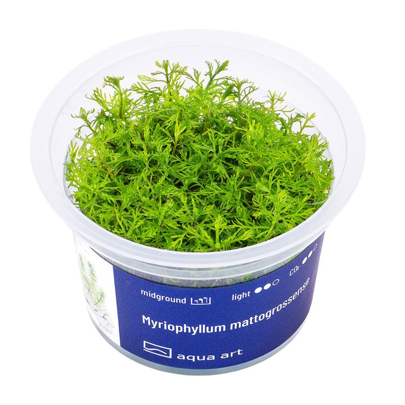 Myriophyllum mattogrossense - roślina do akwarium