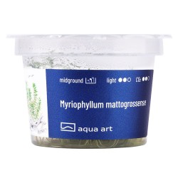 Myriophyllum mattogrossense - roślina do akwarium