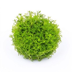 Myriophyllum mattogrossense - roślina do akwarium