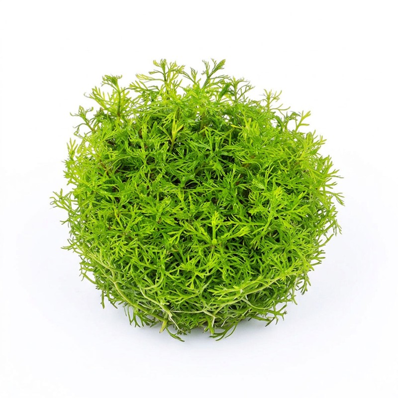 Myriophyllum mattogrossense - roślina do akwarium