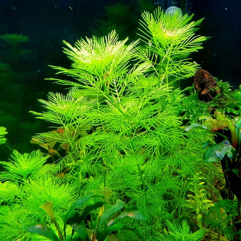 Myriophyllum mattogrossense - roślina do akwarium