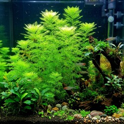 Myriophyllum mattogrossense - roślina do akwarium