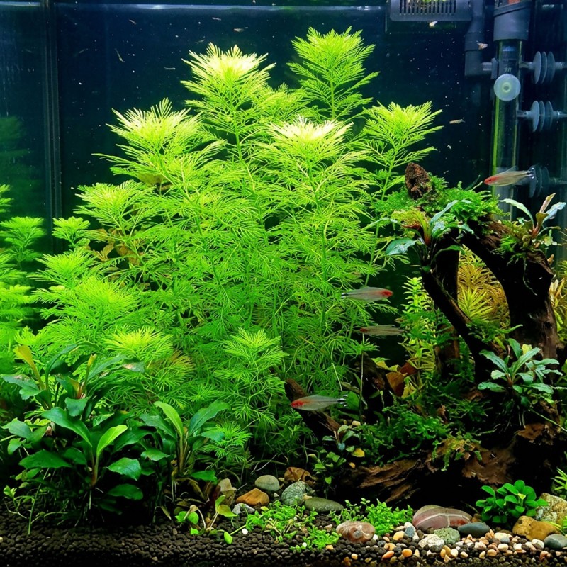 Myriophyllum mattogrossense - roślina do akwarium