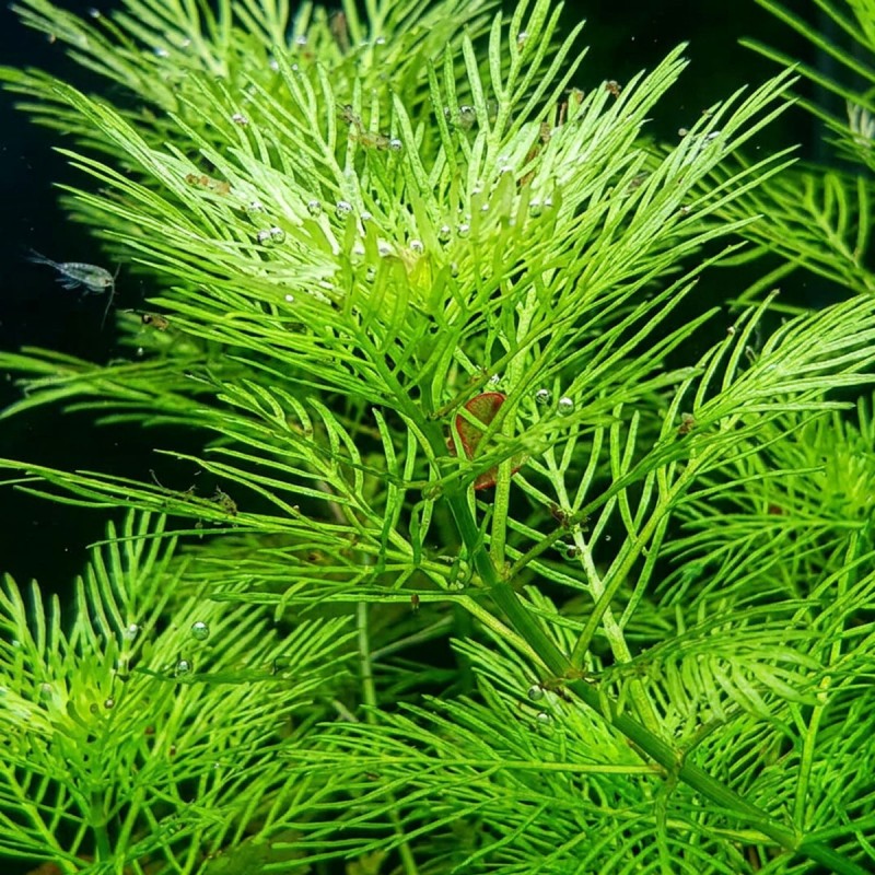 Myriophyllum mattogrossense - roślina do akwarium
