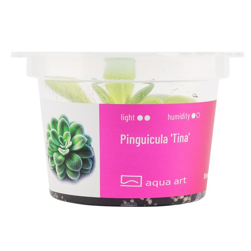 Pinguicula 'Tina' - roślina owadożerna tłustosz do terrarium