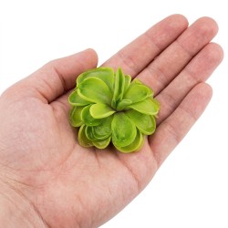 Pinguicula 'Tina' - roślina owadożerna tłustosz do terrarium