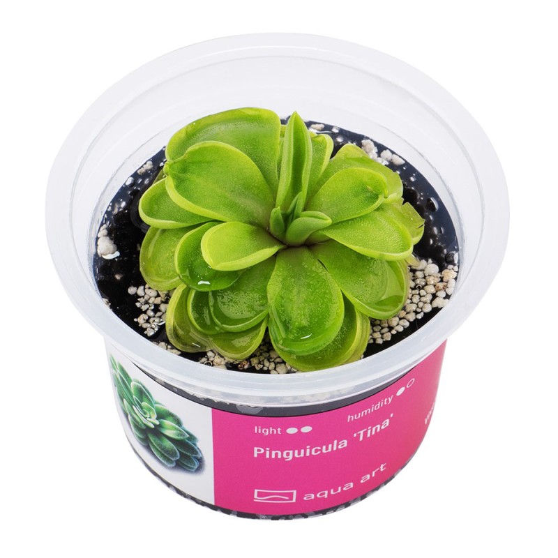 Pinguicula 'Tina' - roślina owadożerna tłustosz do terrarium
