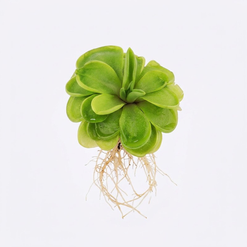 Pinguicula 'Tina' - roślina owadożerna tłustosz do terrarium