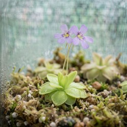 Pinguicula 'Tina' - roślina owadożerna tłustosz do terrarium