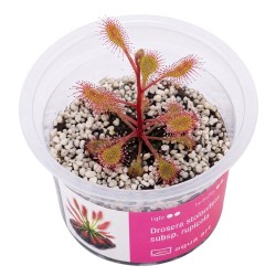 Drosera stolonifera subsp. rupicola - roślina owadożerna rosiczka bulwiasta do terrarium