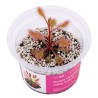 Drosera stolonifera subsp. rupicola - roślina owadożerna rosiczka bulwiasta do terrarium