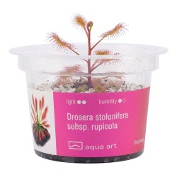 Drosera stolonifera subsp. rupicola - roślina owadożerna rosiczka bulwiasta do terrarium