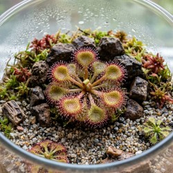 Drosera stolonifera subsp. rupicola - roślina owadożerna rosiczka bulwiasta do terrarium