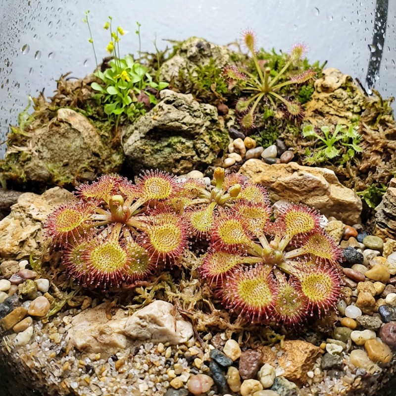 Drosera stolonifera subsp. rupicola - roślina owadożerna rosiczka bulwiasta do terrarium