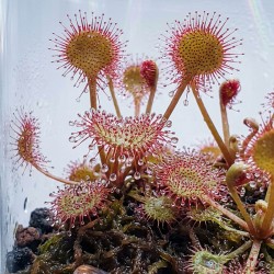 Drosera stolonifera subsp. rupicola - roślina owadożerna rosiczka bulwiasta do terrarium