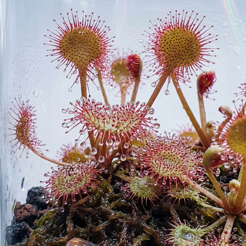 Drosera stolonifera subsp. rupicola - roślina owadożerna rosiczka bulwiasta do terrarium