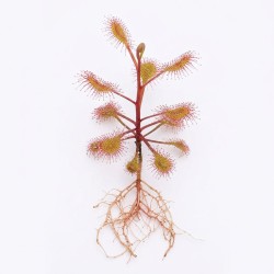Drosera stolonifera subsp. rupicola - roślina owadożerna rosiczka bulwiasta do terrarium