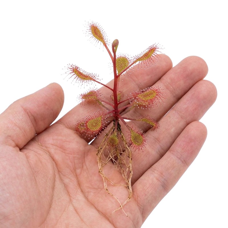Drosera stolonifera subsp. rupicola - roślina owadożerna rosiczka bulwiasta do terrarium
