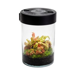 MicroTerrarium 2 L do roślin z oświetleniem LED