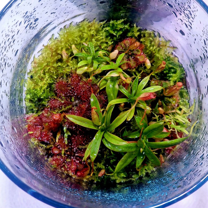 Tropical Rain 500 ml - preparat do zraszania roślin w terrarium