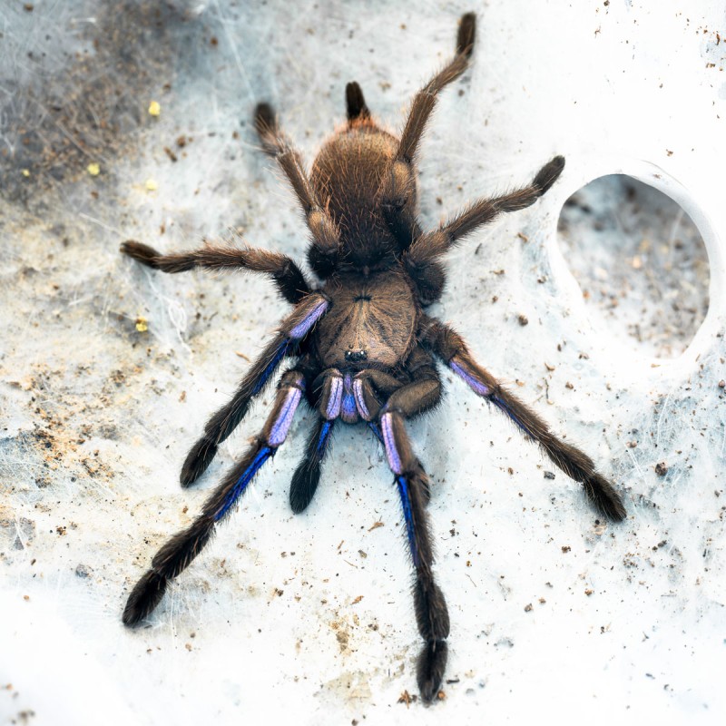 Ptasznik Electric Blue (Chilobrachys natanicharum)
