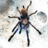 Ptasznik Electric Blue (Chilobrachys natanicharum)