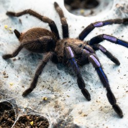 Ptasznik Electric Blue (Chilobrachys natanicharum)