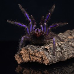 Ptasznik Electric Blue (Chilobrachys natanicharum)