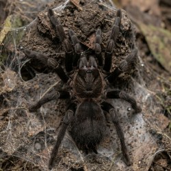 Ptasznik (Chilobrachys sp. Kaeng Krachan)