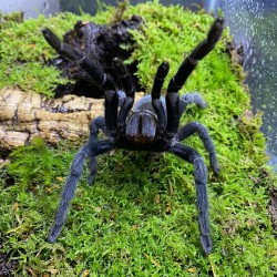Ptasznik (Chilobrachys sp. Kaeng Krachan)
