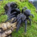 Ptasznik (Chilobrachys sp. Kaeng Krachan)