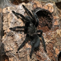 Ptasznik (Chilobrachys sp. Kaeng Krachan)