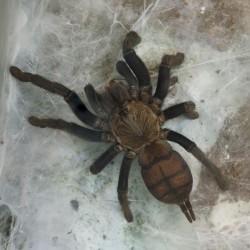 Ptasznik (Chilobrachys fimbriatus) Ptasznik (Chilobrachys fimbriatus)